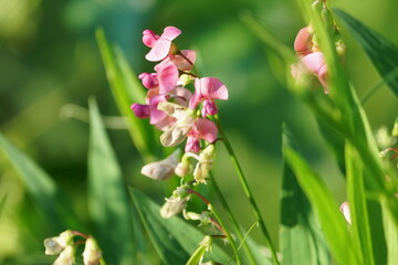 pink and white flowers