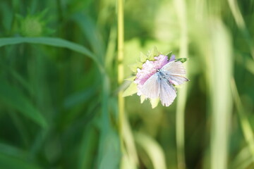 butterfly on a flower