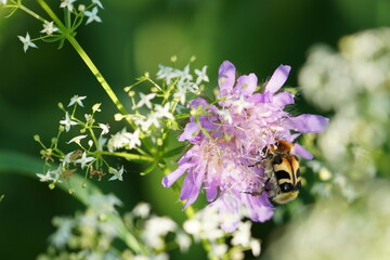 bee on a flower