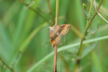 butterfly on leaf