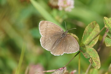 butterfly on a leaf