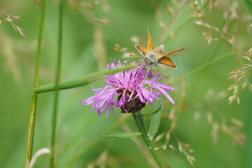 bee on a flower