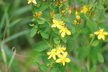 yellow flower in the garden