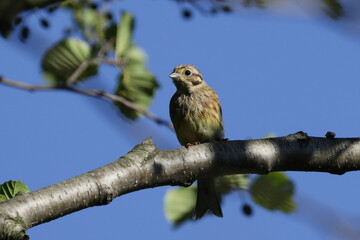 bird on a branch