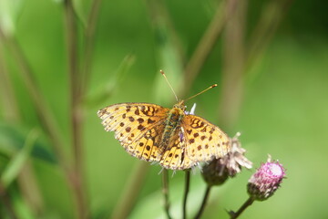 butterfly on flower