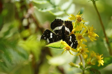 butterfly on flower