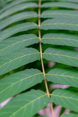 Selective focus of green leaves Ailanthus altissima in the park, Tree of heaven,  Varnish tree, or in Chinese as chouchun is a deciduous tree in the family Simaroubaceae, Nature greenery background.
