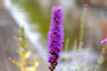 Selective focus of violet flower Liatris graminifolia in the garden, Blazing stars or gayfeather is a genus of flowering plants in the tribe Eupatorieae within the family Asteraceae, Nature background