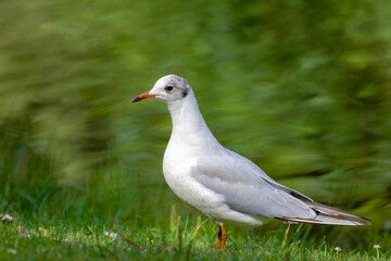 Selective focus of bird walking on the green grass meadow in the park, The Mediterranean gull in its natural habitat, Colloquially seagulls are seabirds of the family Laridae in the suborder Lari.