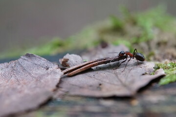 ant