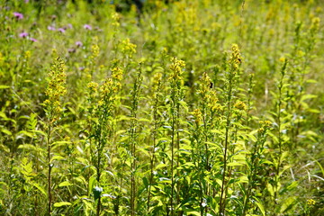 green grass background