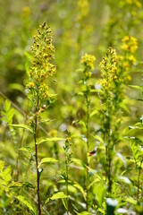 yellow flowers in the garden