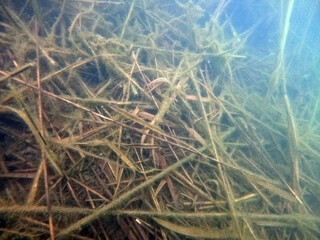 Natural underwater landscape 
 of Blue Lake in the Chernigow region, Ukraine. Former quarry of quartz sand for glass production.