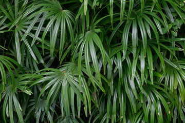 abstract stunning green leaf texture, tropical leaf foliage nature dark green background