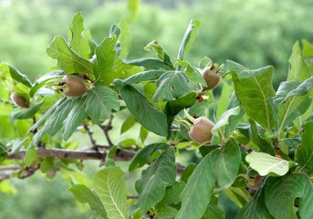 Medlar tree and fruits