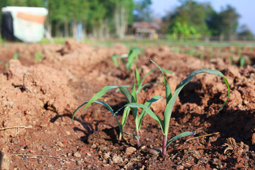 Planting corn seedlings on the ground and growing / Economic plants
