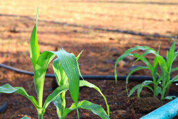 Corn plant is emerging in the garden with a drip irrigation system.