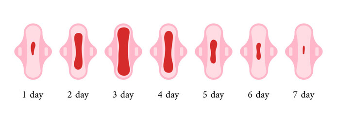 Menstrual period blood on sanitary pad set depending on the day of the cycle.