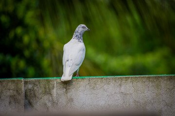 Portrait images of a beautiful white pigeon with natural view background, selective focus images.