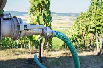 Bewässern der Weinreben aus einem Wassertank in der Landwirtschaft