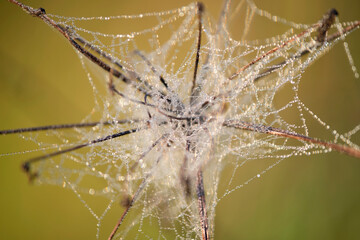 sieć pająka, krople na sieci pająka, a spider's web, drops on a spider's web, biżuteria - obrazy, fototapety, plakaty