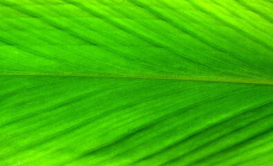 green leaf texture