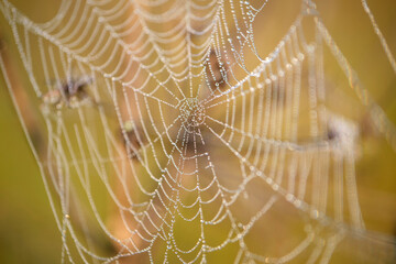 sieć pająka, krople na sieci pająka, a spider's web, drops on a spider's web, - obrazy, fototapety, plakaty