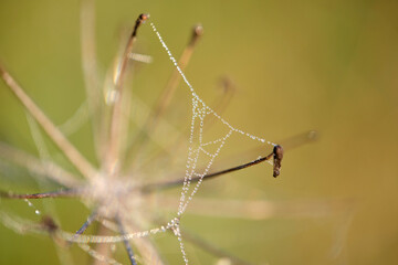 sieć pająka, krople na sieci pająka, a spider's web, drops on a spider's web,