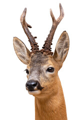 Roe Deer buck isolated on white. - 521808172