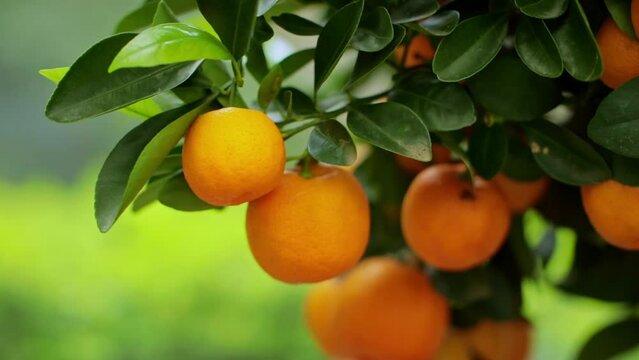 Smooth pull-out camera shot of ripe and green fruits of Calamondin with blooming flowers among the green foliage on the tree. Natural background. Smooth camera push-in movement. Selective focus. Shall