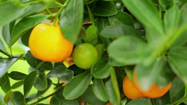 Smooth pull-out camera shot of ripe and green fruits of Calamondin with blooming flowers among the green foliage on the tree. Natural background. Smooth camera push-in movement. Selective focus. Shall