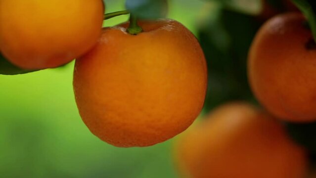 Smooth pull-out camera shot of ripe and green fruits of Calamondin with blooming flowers among the green foliage on the tree. Natural background. Smooth camera push-in movement. Selective focus. Shall
