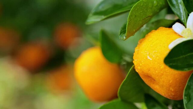 Smooth dolly shot of ripe fruits of Calamondin with blooming flowers covered with water droplets among the green foliage on the tree. Fresh fruits with morning dew. Ripe citrus fruits with foliage in 