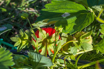 Obraz premium Close up view of red strawberries on branch growing in garden.