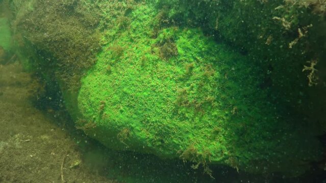 Freshwater sponge (Ephydatia, Demospongiae, Spongilidae) on rocks in a flowing pond