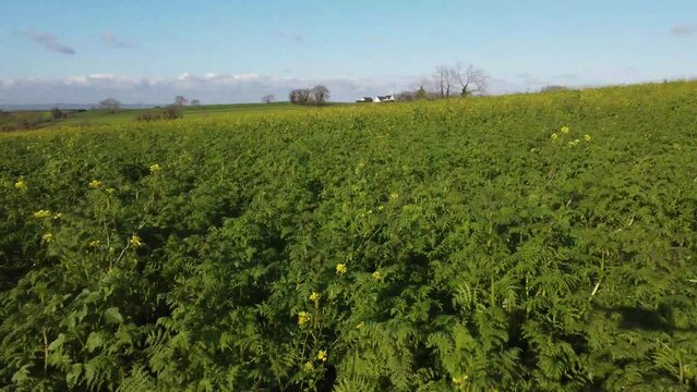 Champs de Colza, Paysage de Bretagne