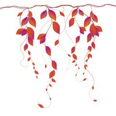 Liana with autumn leaves. Vector element on a white background
