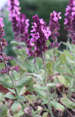 Salvia pratensis pink delight on the balcony