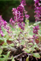 Salvia pratensis pink delight on the balcony