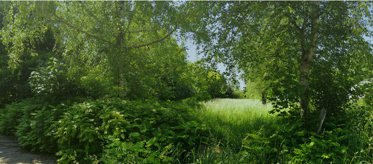 Summer foliage framing a tender green meadow, panoramic view