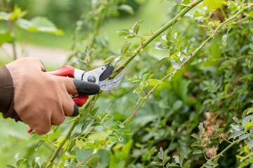 Work in the garden in spring. Farmer cutting dry branches of rose with secateurs