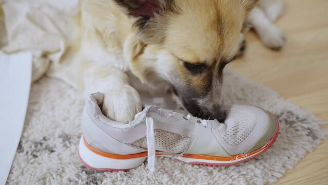 Top view of corgi chewing sneakers, mess in apartment, hyperactive naughty dog