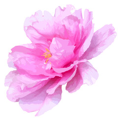 Vector botanical illustration of pink peony flower