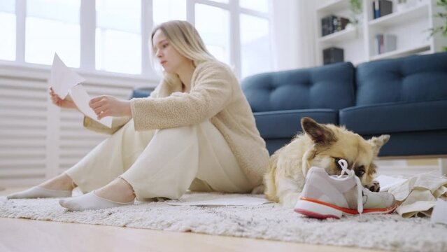 Young woman feeling frustrated because of naughty corgi dog, mess in apartment