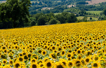 a crop of beautiful Sunflowers (Helianthus) glow golden in the afternoon sun
