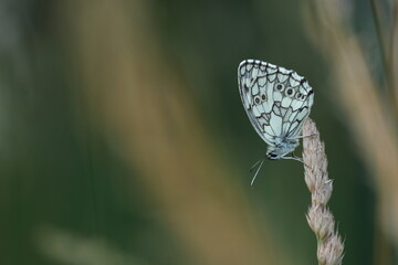 Black and white butterfly in nature resting under wings showing, the marbled white