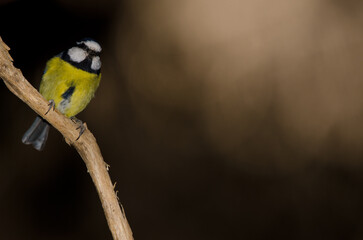 African blue tit Cyanistes teneriffae hedwigii. The Nublo Rural Park. Tejeda. Gran Canaria. Canary Islands. Spain.