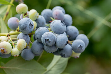 Blueberries - delicious, healthy berry fruit. Vaccinium corymbosum, high huckleberry. Blue ripe fruit on the healthy green plant. Food plantation - blueberry field