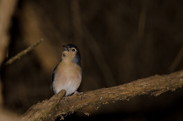 Male common chaffinch Fringilla coelebs canariensis. The Nublo Rural Park. Tejeda. Gran Canaria. Canary Islands. Spain.