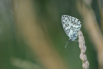 Marco close up of a black and white butterfly in nature, the marbled white